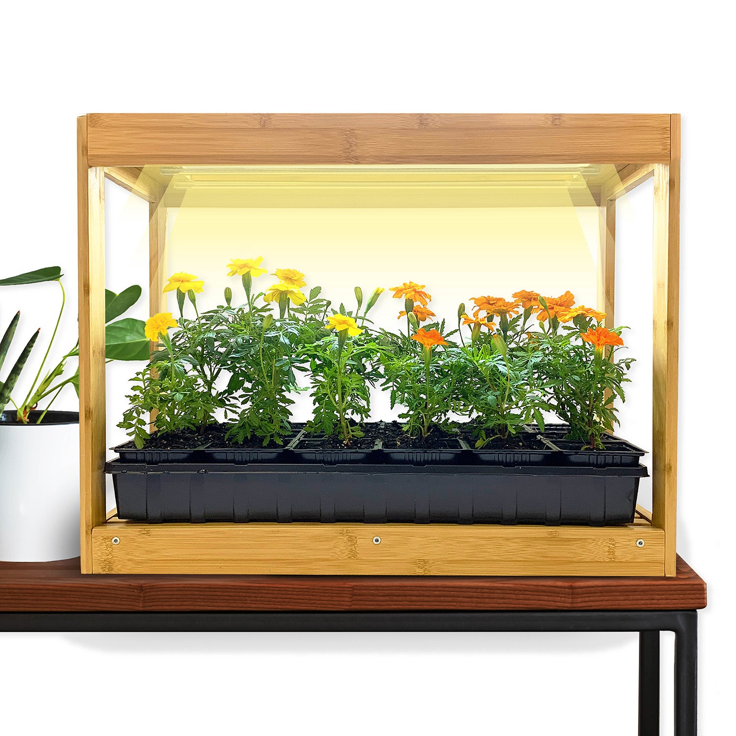 A bamboo indoor growhouse with LED lights, featuring a black planter box filled with yellow and green plants, placed on a table.